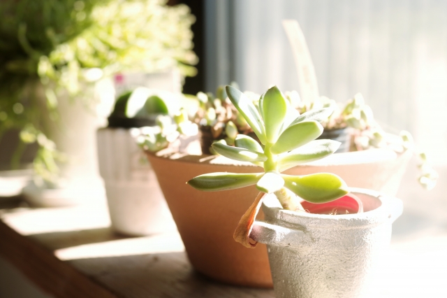 キッチンに飾られている多肉植物が複数並んでいる