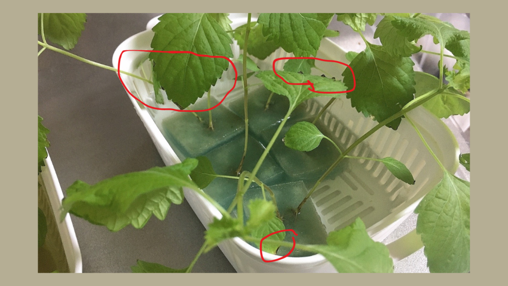 水耕栽培で葉先が黒くなっている大葉の画像