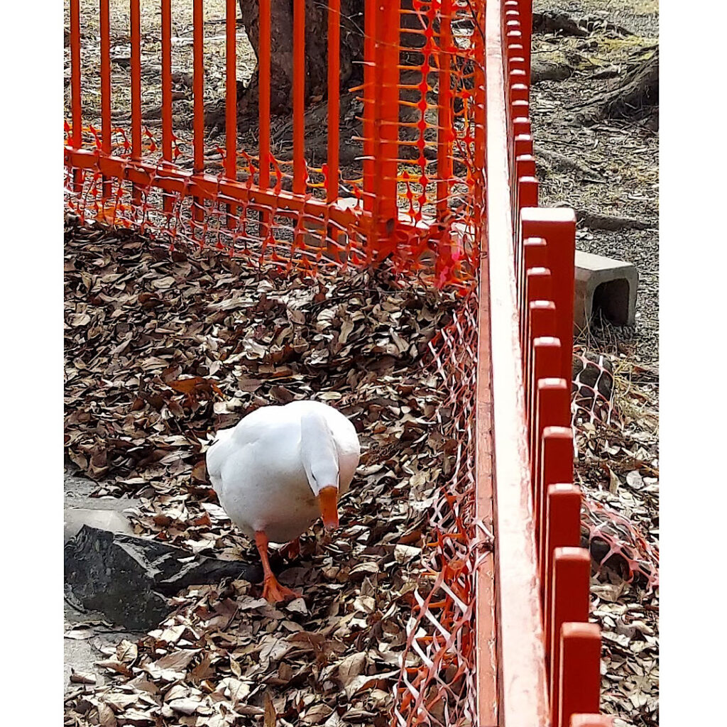 生島足島神社の裏にいたアヒルを上からみたところ見たところ